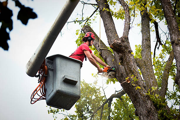 How Our Tree Care Process Works  in  Midwest City, OK